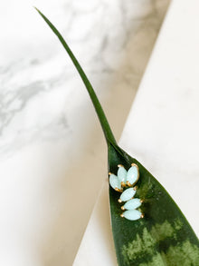 Ecclesiastes Collection 14K Gold Plate Sterling Silver Triple Marquise Amazonite Stud Earrings