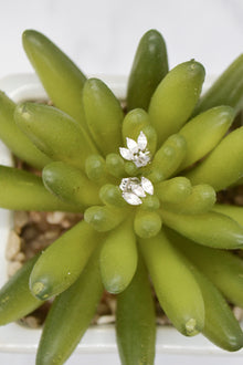 Ecclesiastes Collection White Rhodium Plate Sterling Silver Triple Marquise Clear Quartz Stud Earrings